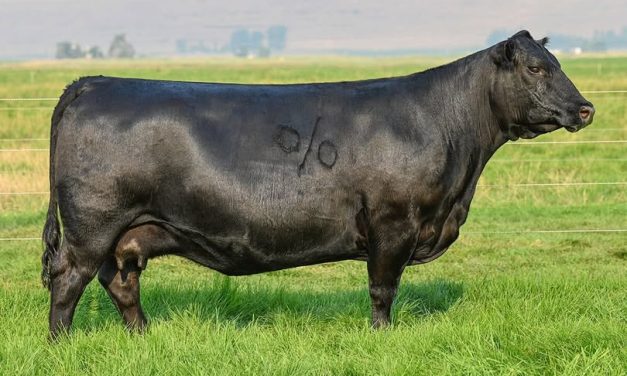 Angus Embryos For Sale:  SB10-4753