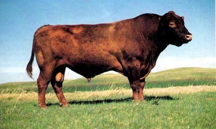 Red Angus Semen For Sale:  SB10-4754