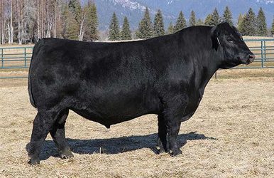Angus Semen For Sale: SB10-4770