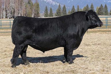 Angus Semen For Sale:  SB10-4770