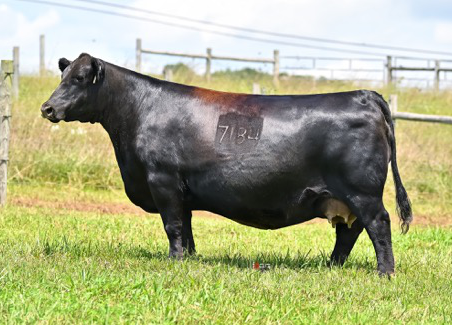 Angus Embryos For Sale:  SB10-4750