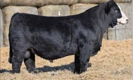 Simmental Semen For Sale:  SB10-4774