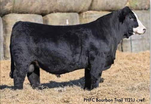 Simmental Semen For Sale:  SB10-4774