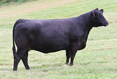 Angus Embryos For Sale: SB10-4760
