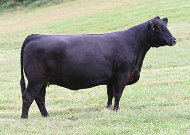 Angus Embryos For Sale: SB10-4760