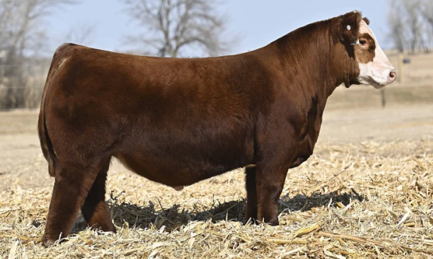 Simmental Semen For Sale:  SB10-4755