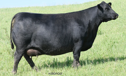Angus Embryos For Sale:  SB10-4769