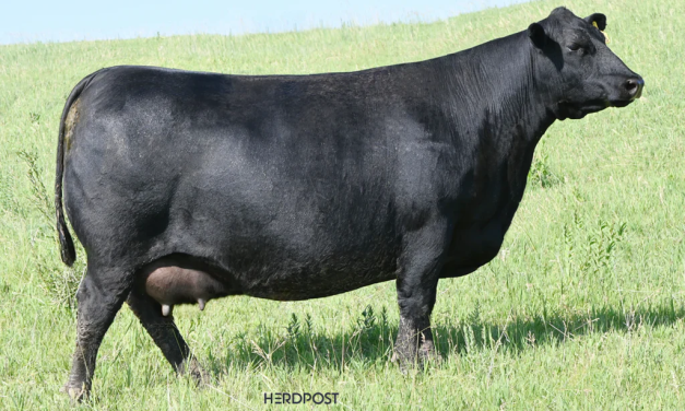 Angus Embryos For Sale:  SB10-4769