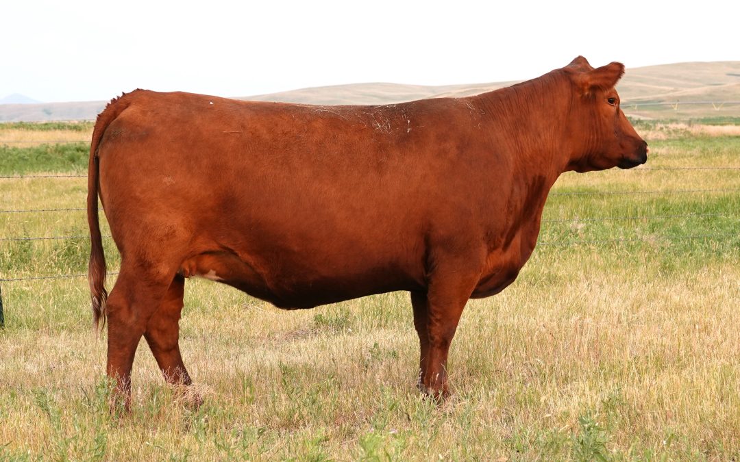 Red Angus Embryos For Sale:  SB10-4805