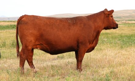 Red Angus Embryos For Sale:  SB10-4805