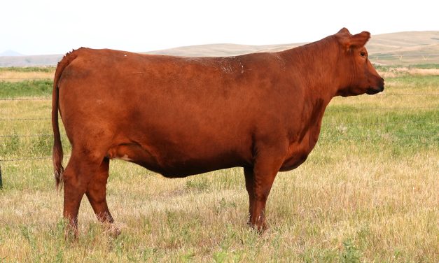 Red Angus Embryos For Sale:  SB10-4805