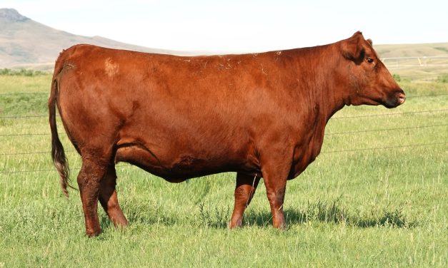 Red Angus Embryos For Sale:  SB10-4786