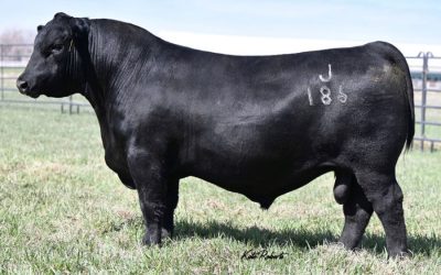 Angus Semen For Sale: SB10-4782