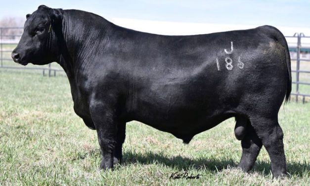 Angus Semen For Sale:  SB10-4782