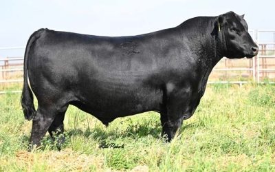 Angus Semen For Sale: SB10-4809