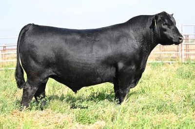 Angus Semen For Sale:  SB10-4809