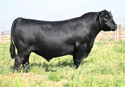 Angus Semen For Sale:  SB10-4809