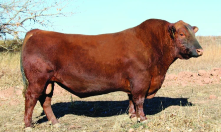 Red Angus Semen Wanted:  SB10-4792