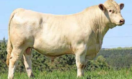 Charolais Semen For Sale:  SB10-4802