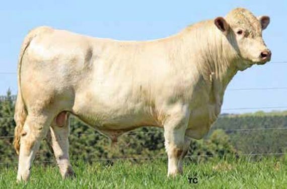 Charolais Semen For Sale:  SB10-4802