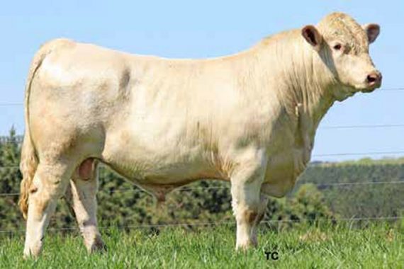Charolais Semen For Sale:  SB10-4802