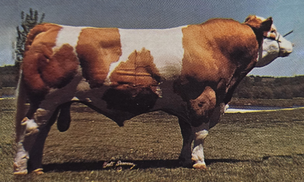 Simmental Semen For Sale:  SB10-4790