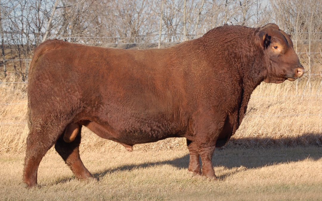 Red Angus Semen For Sale:  SB10-4801