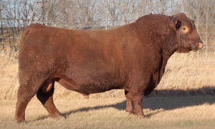 Red Angus Semen For Sale:  SB10-4801
