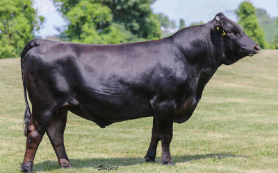 Wagyu Embryos For Sale:  SB10-4794