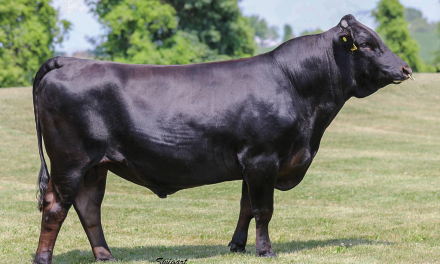 Wagyu Embryos For Sale:  SB10-4794