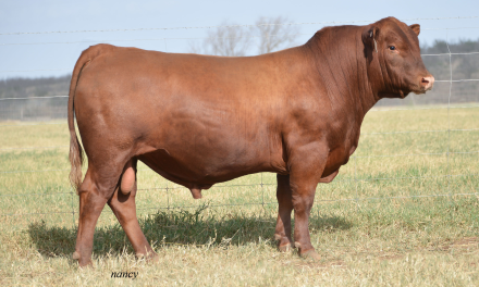 Red Angus Semen For Sale:  SB10-4799