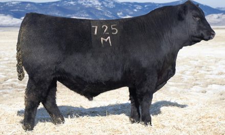 Angus Semen For Sale:  SB10-4808