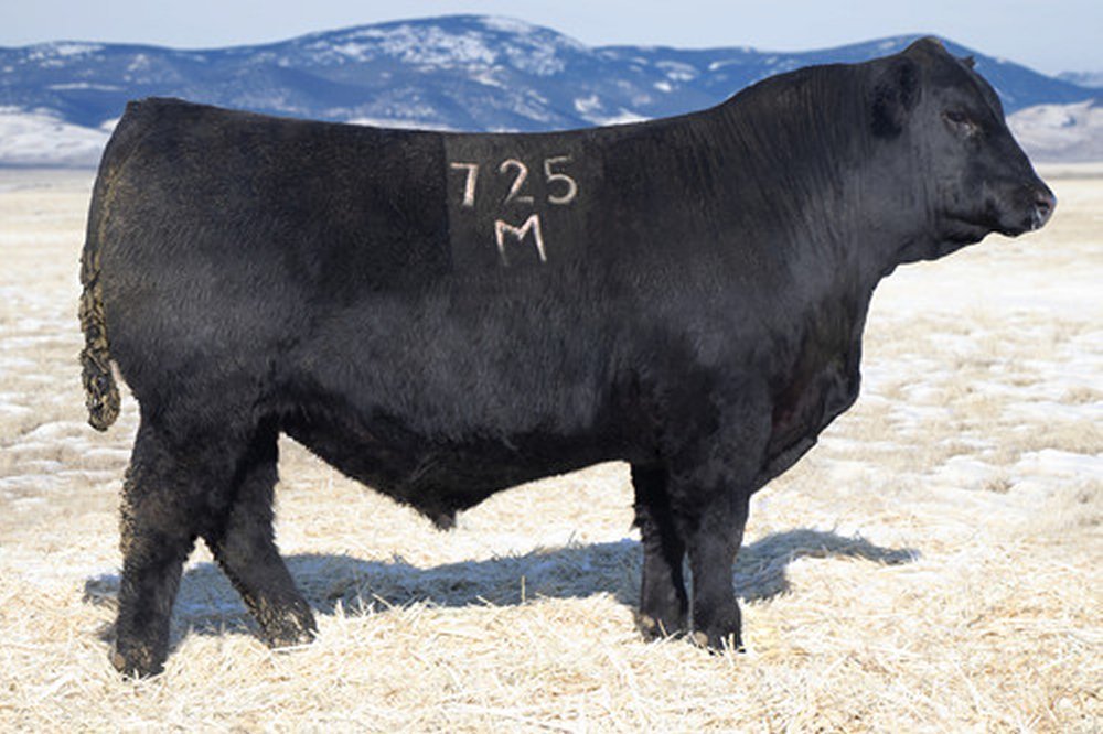 Angus Semen For Sale:  SB10-4808