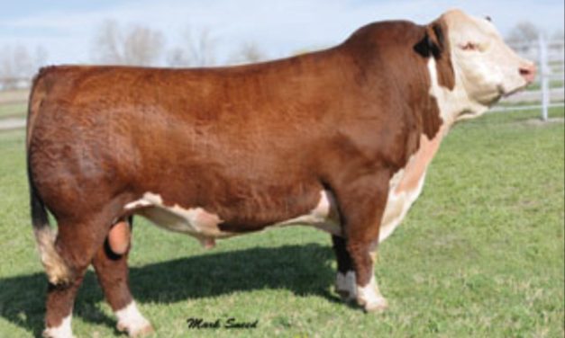 Black Hereford Embryos For Sale:  SB10-4798