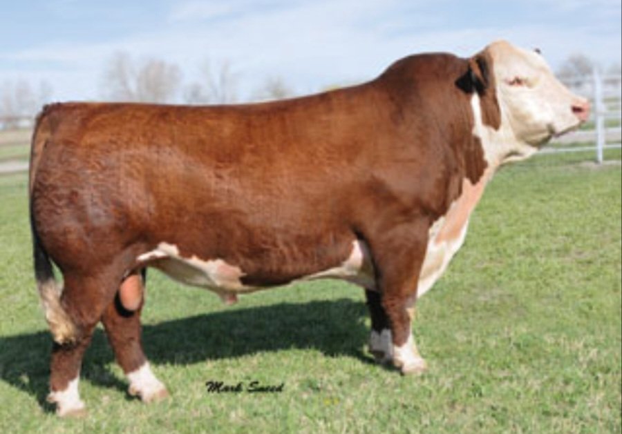 Black Hereford Embryos For Sale:  SB10-4798