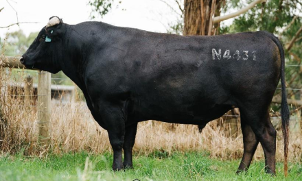 Wagyu Embryos For Sale:  SB10-4795