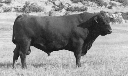 Angus Semen For Sale:  SB10-4803