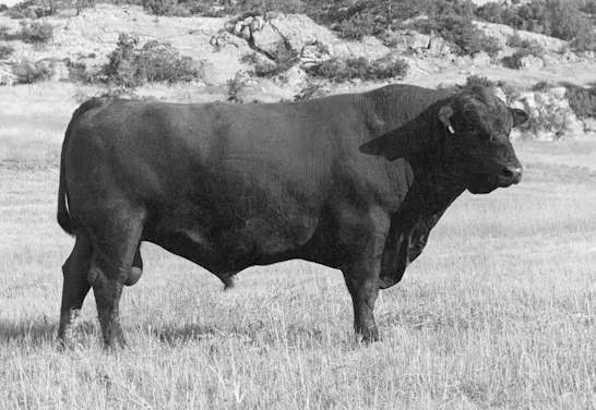 Angus Semen For Sale:  SB10-4803
