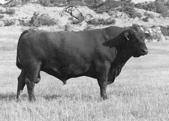 Angus Semen For Sale:  SB10-4803