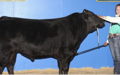 Wagyu Embryos For Sale:  SB10-4796