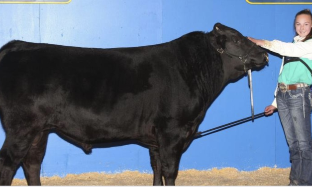 Wagyu Embryos For Sale:  SB10-4796