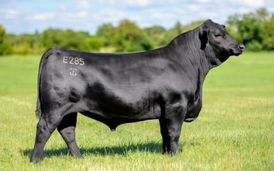 Angus Semen Wanted:  SB10-4800