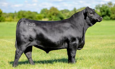 Angus Semen Wanted:  SB10-4800