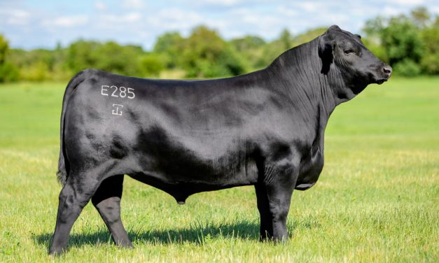 Angus Semen Wanted:  SB10-4800