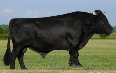 Wagyu Semen For Sale:  SB10-4792