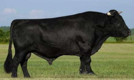 Wagyu Semen For Sale:  SB10-4792
