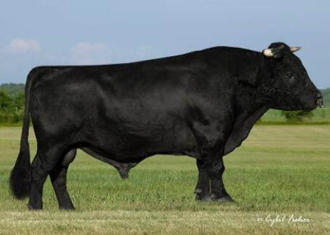 Wagyu Semen For Sale:  SB10-4792