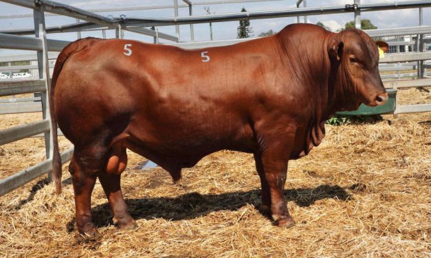 Senepol Semen For Sale:  SB10-4783