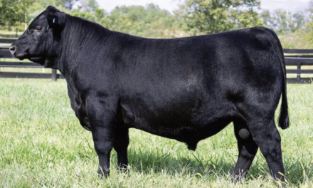 Angus Semen For Sale:  SB10-4825