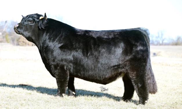Highlander Semen For Sale:  SB10-4832